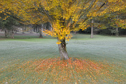 podzim ve Stromovce - buk II