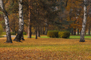 podzim ve Stromovce XIV