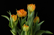 oranžové tulipány II