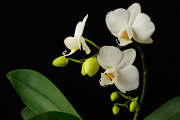 bílá orchidej I