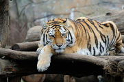 tygr ussurijský I