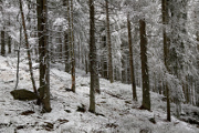 zimní les I