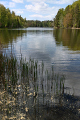 Staňkovský rybník V
