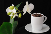 kávová zrnka a květy orchideje 02-2013