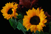 Sonnenblumen 10-2014