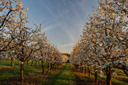 Lhenice 04-2015 cherry orchards