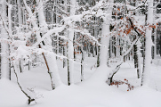 NP Šumava 02-2018 winter forest