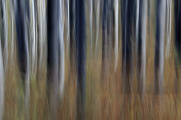 bukový les II