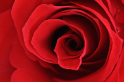 růže III