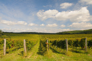 vinice v okolí obce Hnanice