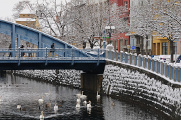 Zlatý most s labutěmi na řece Malši