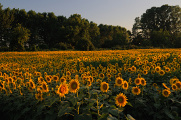 slunečnicové pole u Mantovy