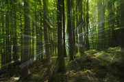 bukový les v CHKO Blanský les