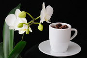 kávová zrnka a orchidej I