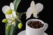 kávová zrnka a orchidej III