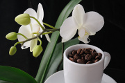 kávová zrnka a orchidej IV