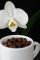 kávová zrnka a orchidej V