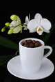 kávová zrnka a orchidej VI