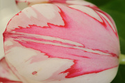 tulipán III