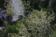 kozkvetlá vrba nad kaňonem Verdon