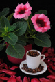 gloxínie a kávový porcelán se zrnky kávy I