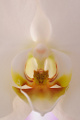orchidej - detail I