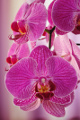 orchideje II