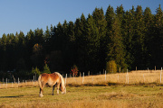Horská Kvilda - kůň na pastvě