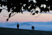 Pferde auf Pastevní Berg
