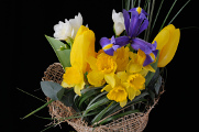 vázaná kytice - narcis, tulipán, frézie a kosatec IV