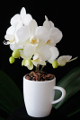 šálek na espresso Jura a orchidej X