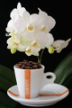 šálek na espresso Corsini a orchidej XII