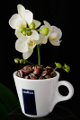 šálek na espresso Lavazza a orchidej III