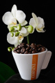 šálek na espresso Corsini a orchidej V