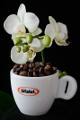 šálek na espresso Bristot a orchidej VI