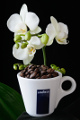 šálek na espresso Lavazza a orchidej VII