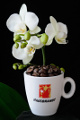 šálek na espresso Hausbrandt a orchidej VIII