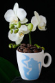 šálek na espresso Hausbrandt a orchidej IX