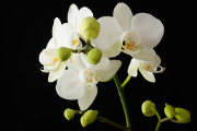 bílá orchidej I