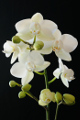 bílá orchidej III