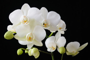 bílá orchidej IV