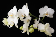 bílá orchidej VI