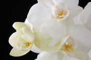 bílá orchidej V