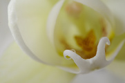 bílá orchidej VII