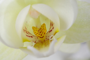 bílá orchidej VIII
