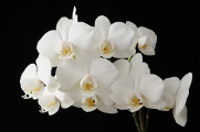 bílá orchidej IX