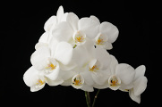 bílá orchidej X
