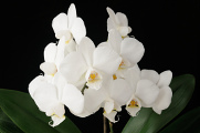 bílá orchidej XII