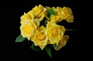 žluté růže IV