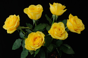 žluté růže I